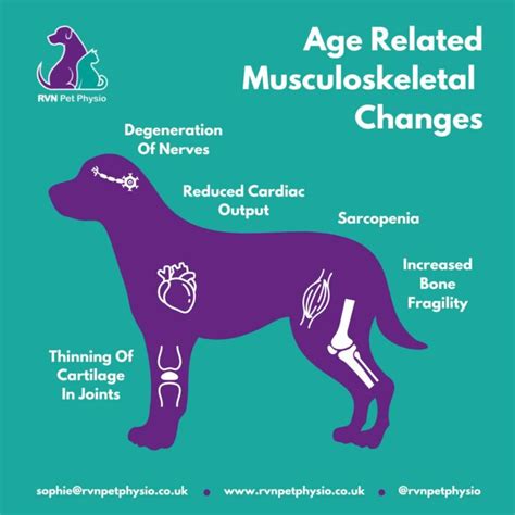 Age-Related Changes in Dogs