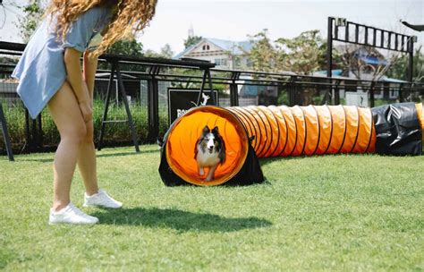 Agility Course Near Me: Find the Best Options Within 10 Miles