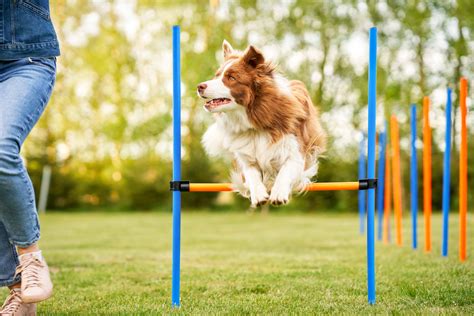 Agility Course for Dogs Near Me: Unleash Your Furry Friend's Potential