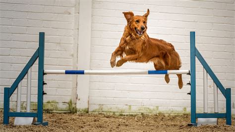 Agility Training for Dogs Near Me: Unleash Your Canine's Potential with 10,000+ Training Facilities