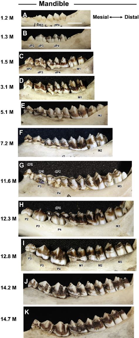Aging Deer Teeth Chart