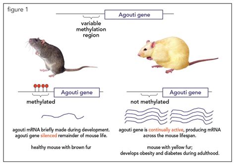 Agouti gene