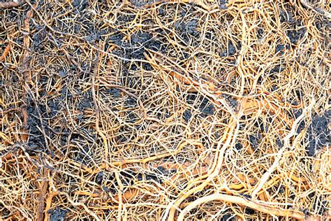 Agricultural Roots
