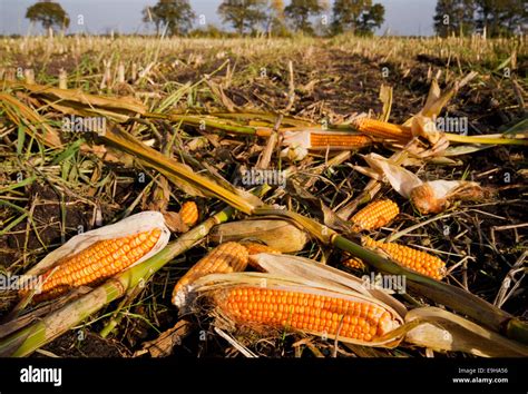 Agricultural waste: