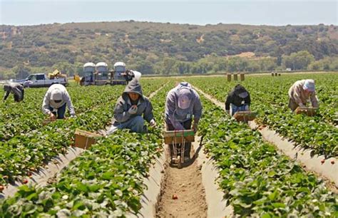 Agriculture Jobs in California: A Golden Opportunity for Growth