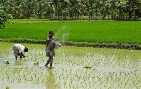 Agriculture and Food Security Doc