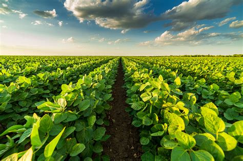 Agronomy of Field Crops PDF