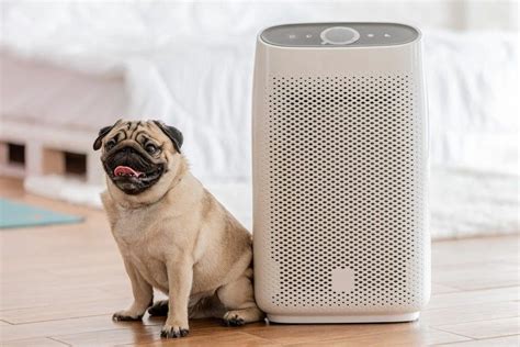 Air purifier and pet wellness