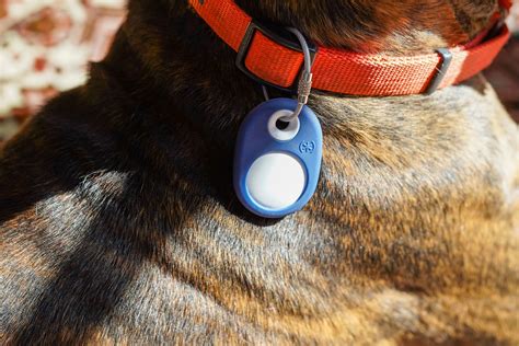 AirTag Collar: Enhance Pet Playtime with Real-Time Tracking