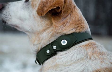 AirTag Collar: Pet Theft Prevention in the Digital Age 2025