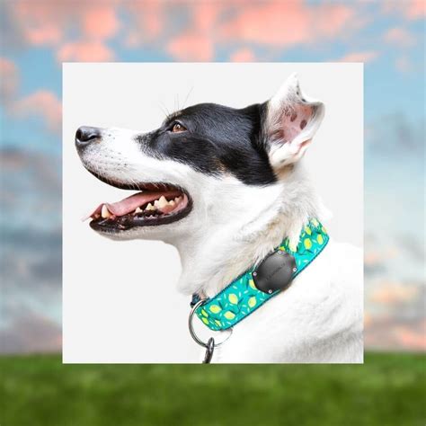 AirTag Collars: Addressing Pet Fear and Anxiety in 2025