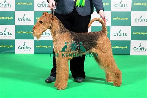 Airedale Retractable Including Tablets More PDF