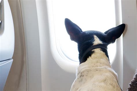 Airlines Allowing Pets in Cabin International: A Comprehensive Guide for Pet-Friendly Travel