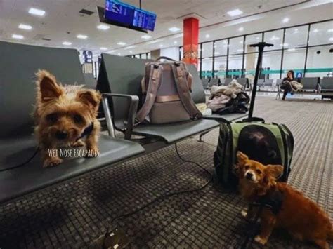 Airlines That Allow Dogs in Cabin Without Carrier: A Comprehensive Guide