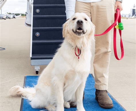 Airlines That Allow Large Dogs in Cargo