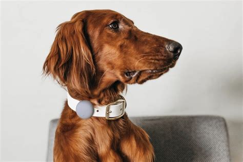 Airtag collar for pet behaviorists