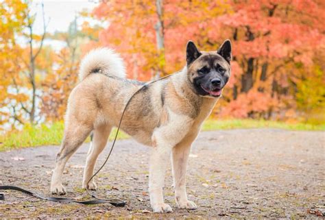 Akita Dog For Sale: Your Complete Guide