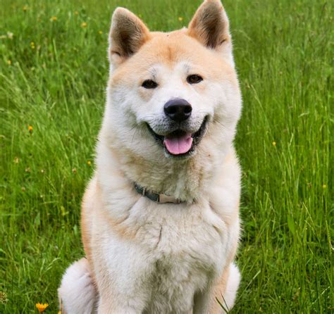 Akita Inu: A Majestic Breed