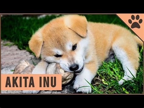 Akita Inu 88: The Ultimate Breed Guide