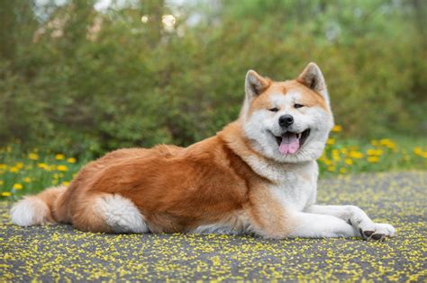 Akita Inu Dog Prices: An Unparalleled Guide to the Loyal and Courageous Canines