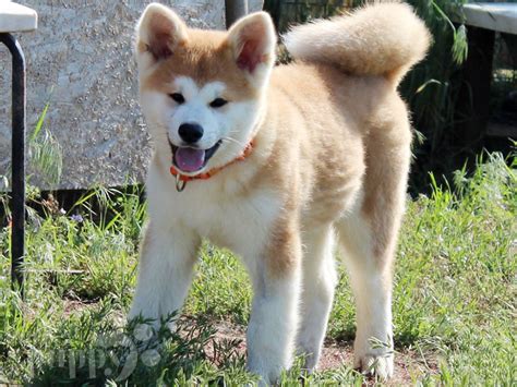 Akita Inu For Sale: Your Guide to Finding the Perfect Pup