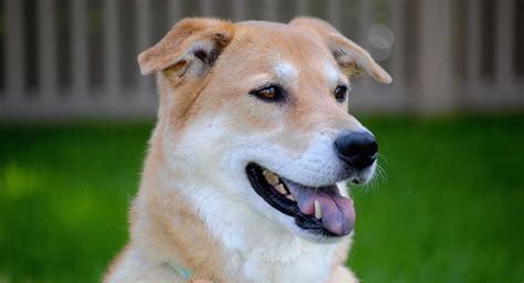 Akita Inu Labrador mix