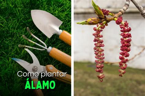 Alamoa: Um Guia Completo