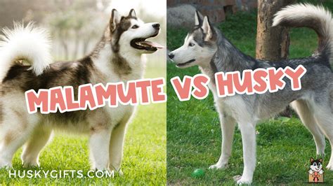 Alaskan Husky vs. Malamute: A Comprehensive Comparison