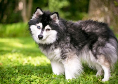 Alaskan Klee Kai Price: All You Need to Know