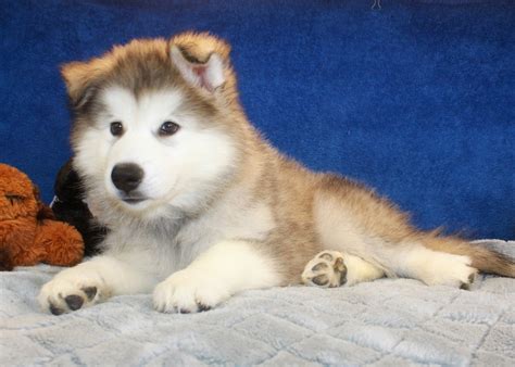 Alaskan Malamute Puppies for Sale Near Me: A Comprehensive Guide to Finding Your Perfect Arctic Companion