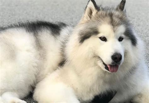 Alaskan Wooly Malamute