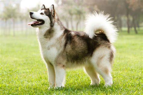 Alaskan malamutes