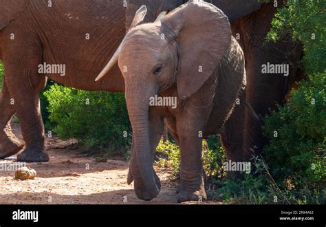 Albany the Elephant