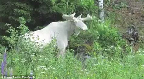 Albino Bull: A Rare and Majestic Creature