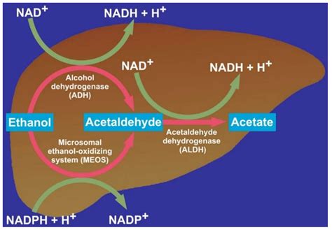 Alcohol Metabolism Chart