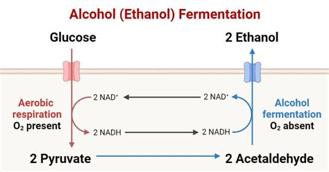 Alcoholic fermentation: