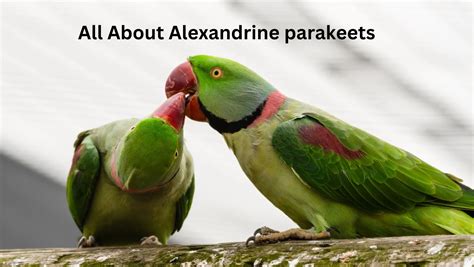 Alexandrine Parakeet Care and Behavior: A 2025 Perspective