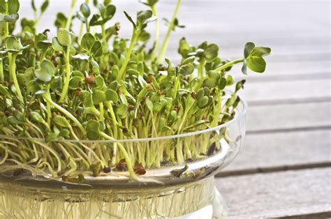 Alfalfa: A Nutritional Powerhouse