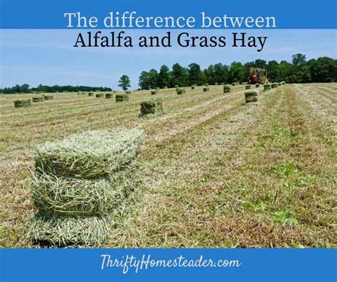 Alfalfa vs. Hay: A Closer Look