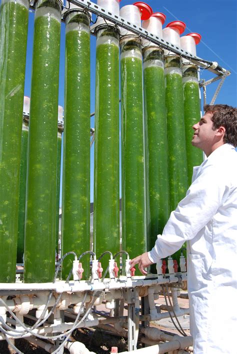 Algae Energy Algae as a New Source of Biodiesel Reader