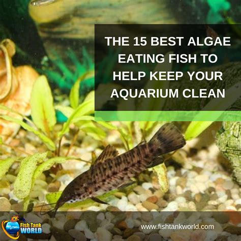 Algae Feeder Fish: The Ultimate Guide to Keeping Your Aquarium Clean