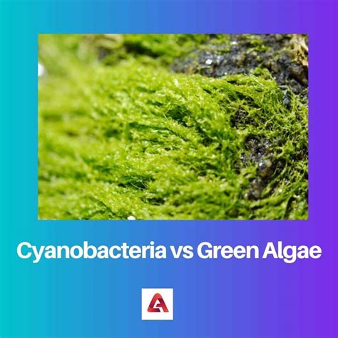 Algae and Cyanobacteria in Extreme Environments Epub