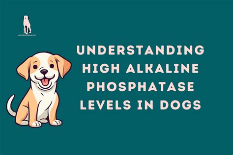 Alkaline Phosphatase High in Dogs: A Comprehensive Guide