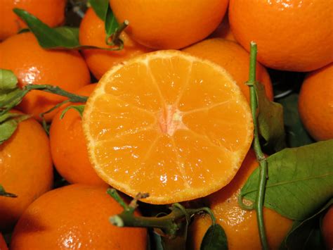 All About Clementine: A Citrus Delight for All