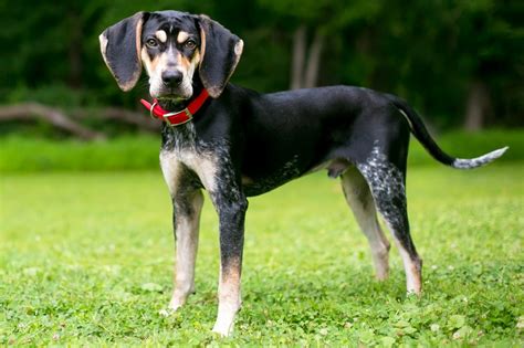 All About the Blue Tick Coon Hound: Your Complete Guide to the Loyal and Affectionate Hound