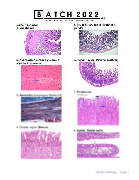 All Histology Lab Practical Quiz With Solution Reader