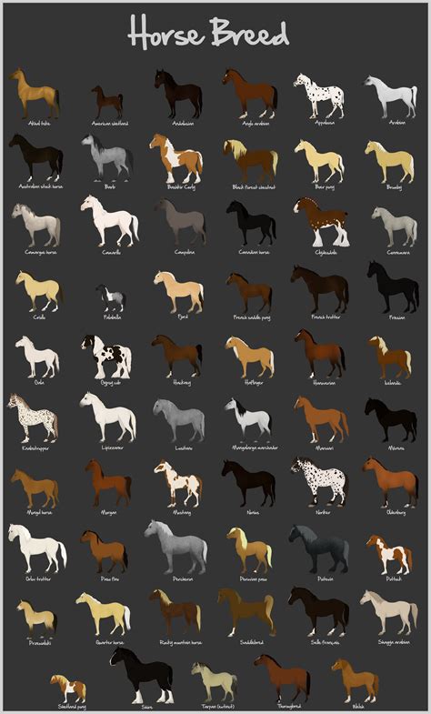 All Horse Breeds Chart