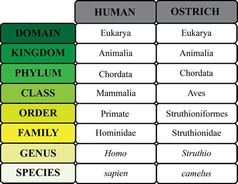 All Species of Scores: A Comprehensive Taxonomy