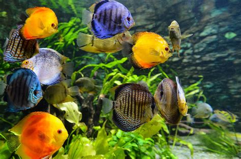 All You Need to Know About Keeping Trop Fish in Your Aquarium: A Step-by-Step Guide