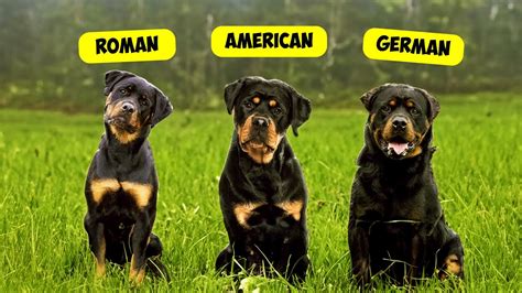 All about Rottweilers Epub